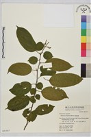 桶鉤藤藏品圖，第1張