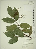 巒大雀梅藤藏品圖，第1張