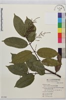 巒大雀梅藤藏品圖，第2張