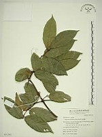 巒大雀梅藤藏品圖，第1張