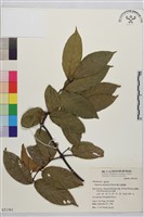 巒大雀梅藤藏品圖，第2張