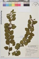 馬甲子藏品圖，第2張