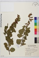 馬甲子藏品圖，第2張