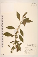 登錄號:S051367藏品圖，第1張