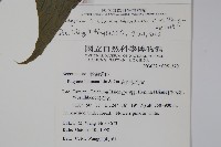 出雲山秋海棠藏品圖，第2張