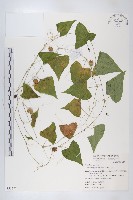 馬交兒藏品圖，第1張