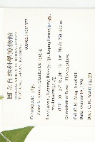 馬交兒藏品圖，第2張