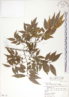 櫸、雞油藏品圖，第1張