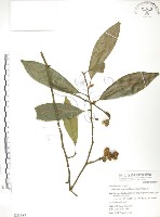 烏心石藏品圖，第1張