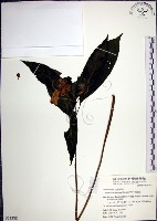 角桐草、台灣半蒴苣苔藏品圖，第1張