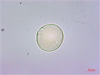 鵝掌蘗藏品圖，第3張