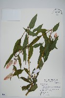 青葙藏品圖，第1張