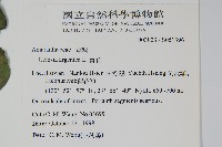 青葙藏品圖，第2張