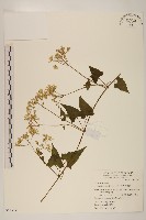 蔓澤蘭藏品圖，第1張