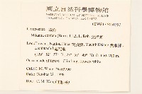 蔓澤蘭藏品圖，第2張