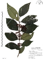 杜虹花，台灣紫珠藏品圖，第1張