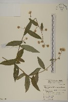 大頭艾納香藏品圖，第1張