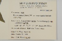 大頭艾納香藏品圖，第2張