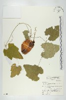 王瓜藏品圖，第1張