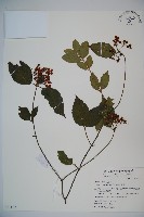 呂宋莢迷藏品圖，第1張