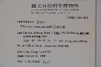 呂宋莢迷藏品圖，第2張