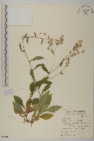 裂葉艾納香藏品圖，第1張