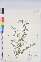 紫斑大戟藏品圖，第1張