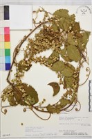 登錄號:S051415藏品圖，第1張