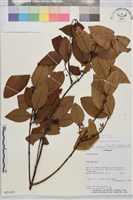 登錄號:S051421藏品圖，第1張