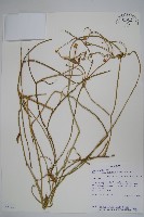 登錄號:S051441藏品圖，第1張