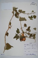 登錄號:S051442藏品圖，第1張