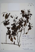 登錄號:S051446藏品圖，第1張