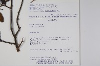 登錄號:S051446藏品圖，第2張