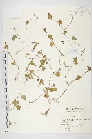 紅花野牽牛藏品圖，第1張