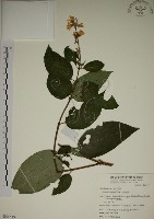 大葉溲疏藏品圖，第1張