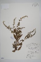 盾果草藏品圖，第1張