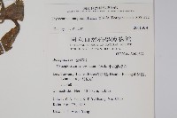 盾果草藏品圖，第2張