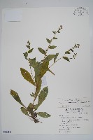 盾果草藏品圖，第1張