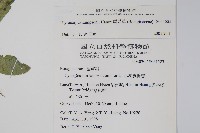 盾果草藏品圖，第2張