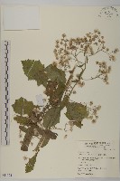 裂葉艾納香藏品圖，第1張