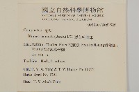 裂葉艾納香藏品圖，第2張