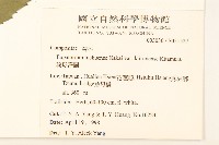 琉球澤蘭藏品圖，第2張