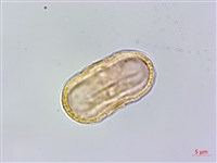 玉山彎柱芎藏品圖，第1張