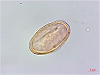 玉山彎柱芎藏品圖，第2張