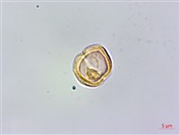 玉山彎柱芎藏品圖，第3張