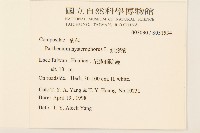 銀膠菊藏品圖，第2張