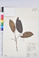 白木烏臼藏品圖，第1張