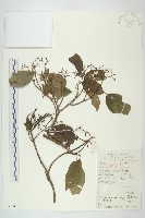 光皮樹藏品圖，第1張