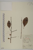 厚葉衛矛, 源一木藏品圖，第1張