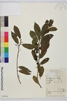 鈍齒鼠李藏品圖，第2張